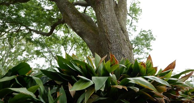 Get It Growing: Cast iron plants grow profusely in shade